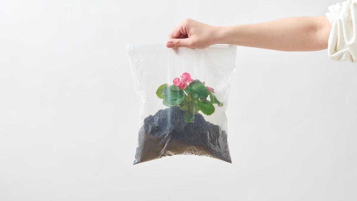 A hand holding a plastic bag with flowering plant and soil, isolated on white.